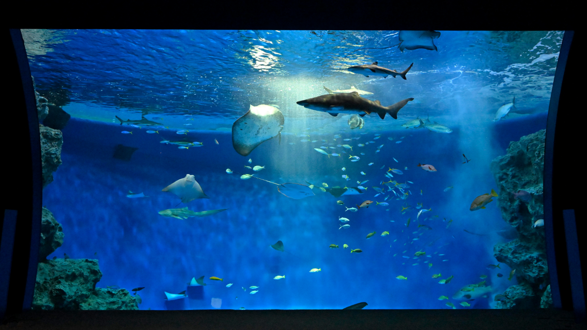 アクアライブ　外洋水槽